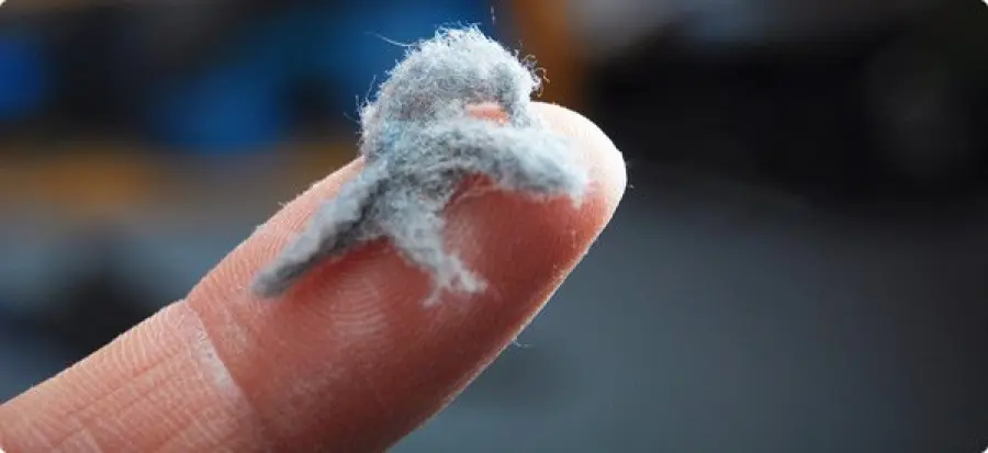 Dermatite da Acaro cosa Fare e come riconoscerla