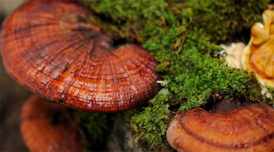 Fungo cinese per Dimagrire e per Depurarsi Il Ganoderma