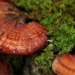 Fungo cinese per Dimagrire e per Depurarsi Il Ganoderma