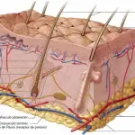 La Funzione della Pelle a Cosa Serve