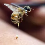 Cosa Fare in caso Di Puntura di Vespa